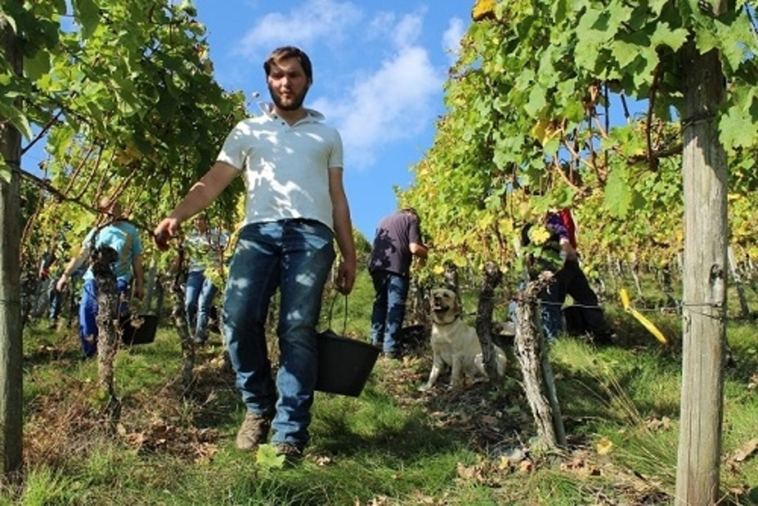 Weinlese im Weinberg. Menschen ernten Trauben mit Eimern und einem Hund.