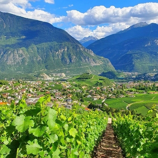 Weinberg mit Dorf und Bergen im Sonnenschein