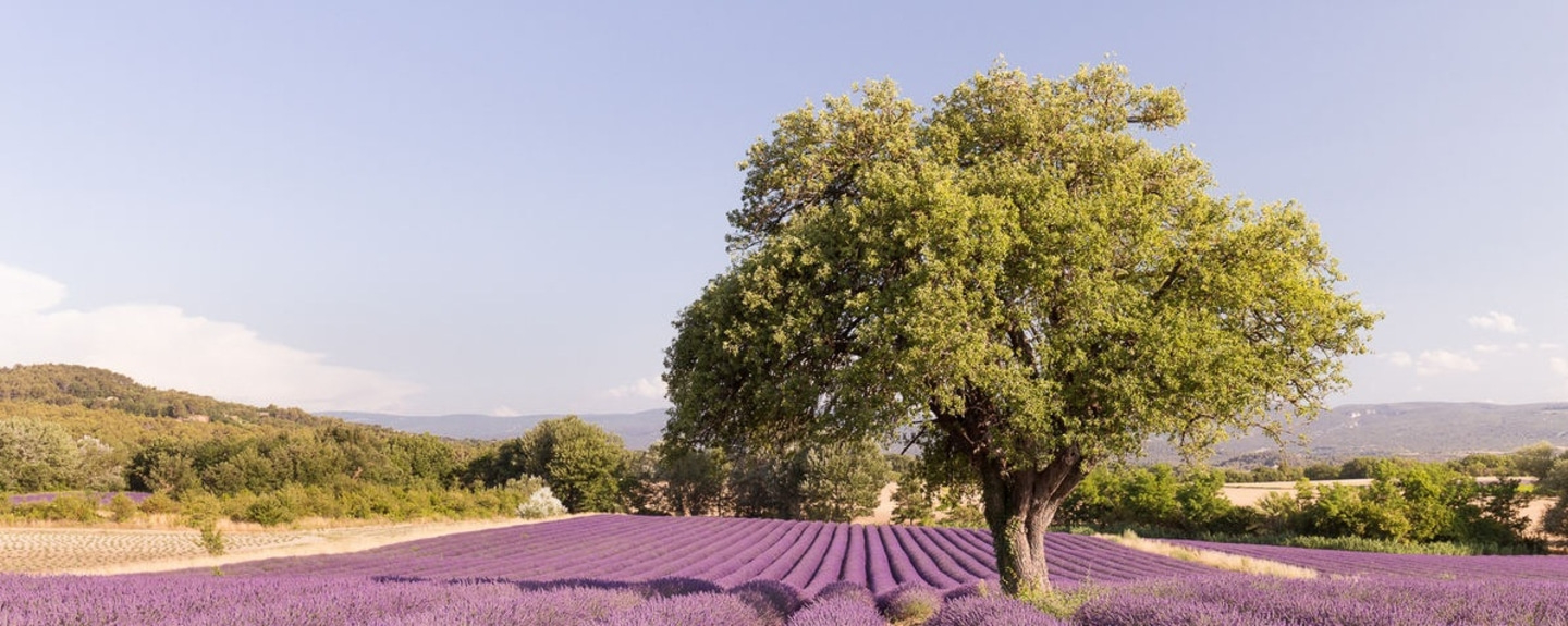 Landschaft mit Lavendelfeldern, einem Baum und Bergen unter blauem Himmel